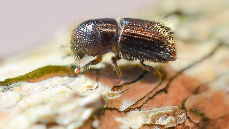Close-up of the European spruce bark beetle Ips typographus.